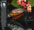 Ikue Mori: Class Insecta - COMPACT DISCS