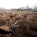 Low Low Low La La La Love Love Love: Feels, Feathers, Bog and Bees - CD