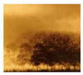 Infinite Light: Infinite Light - CD
