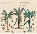 Rossi: Jewish Polyphony at the Gonzaga Court - CD
