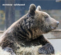 Merzbow: Wildwood - CD