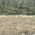 Claire M. Singer: Solas - CD