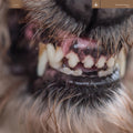 Blanck Mass: World Eater - (VINYL LP)