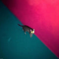 !!! (Chk Chk Chk): Wallop - CD