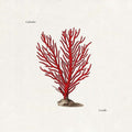 Colombre: Corallo - CD
