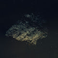 Multicast Dynamics: Lost World - (VINYL LP)