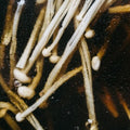Matthias Lindermayr: Triptych - (VINYL LP)
