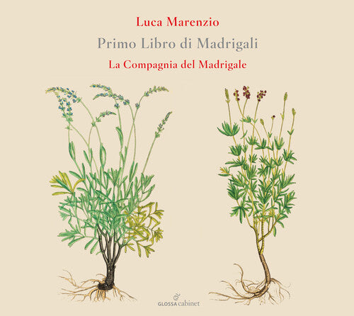 Compagnia Del Madrigale: Primo Libro Di Madrigali - COMPACT DISCS
