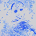 Yung Lean: Frost God - (VINYL LP)