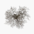 John Metcalfe: Tree - COMPACT DISCS