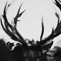 Ihsahn: IHSAHN - Black Yolk -LP
