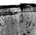 Sheherazaad: Qasr - (VINYL LP)