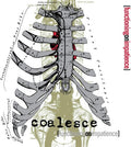 Coalesce: Functioning On Impatience - (VINYL LP)