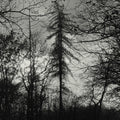 Curse All Kings: Feral Earth - (VINYL LP)