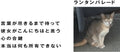 Lantern Parade: Kotoba Ga Tsukiru Made Matte - 7-INCH SINGLE