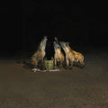 Years of Denial: Suicide Disco - (VINYL LP)