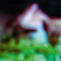 Hair & Treasure: Disc Rot - (VINYL LP)